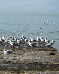 A flock of seagulls are sitting on the pier, some of them on the water