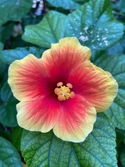 Fleurs tropicales ouvertes colorées