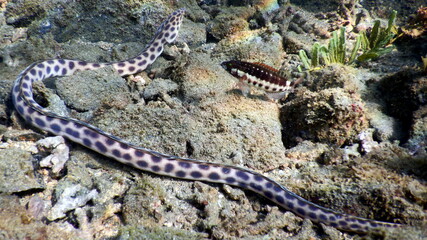 Costa Rica pacific sea life