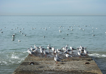 A flock of seagulls are sitting on the pier, some of them are in the water.