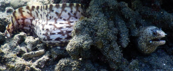 Costa Rica pacific sea life