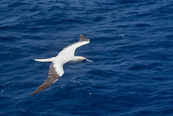 Fototapeta na wymiar Seabird Masked, Blue-faced Booby (Sula dactylatra) flying over the ocean.