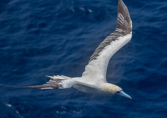 Seabird Masked, Blue-faced Booby (Sula dactylatra) flying over the ocean.