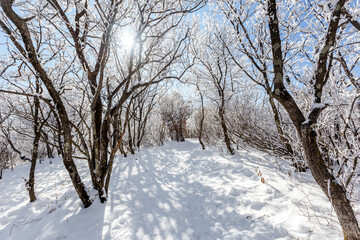 A beautiful hiking trail on the top of the mountain among low snow-covered bushes. The top of the snowy mountain.