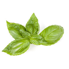 sweet basil herb leaves isolated on white background. Genovese basil leaf.