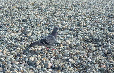 Gray dove on a pebble beach. Stands and looks into the frame