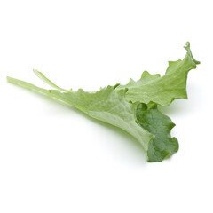 Close up studio shot of fresh green endive salad leaf isolated on white background.