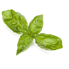 sweet basil herb leaves isolated on white background. Genovese basil leaf.