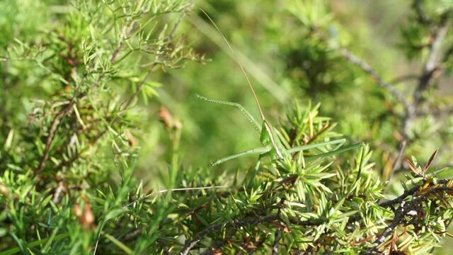 Grasshopper (Saga Pedo) jumping slow motion