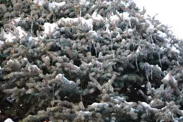 Icicles in the fir tree, Germany