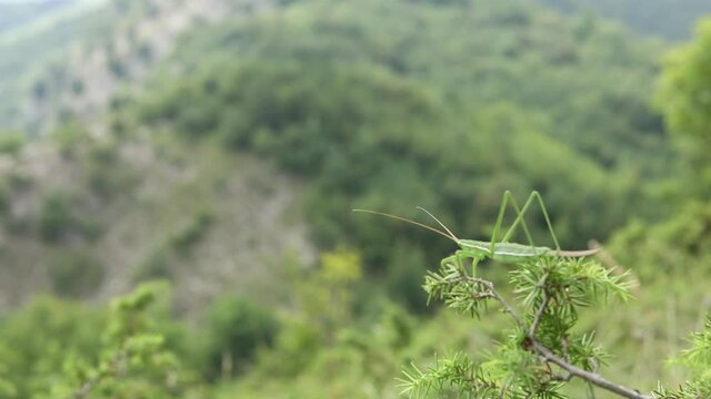 Grasshopper (Saga Pedo) hills on background