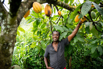 African farmer looks satisfied at his cocoa beans from the plants of his plantation - obrazy, fototapety, plakaty