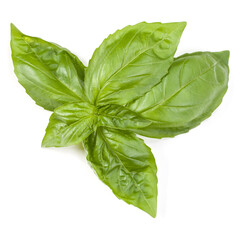 sweet basil herb leaves isolated on white background. Genovese basil leaf.