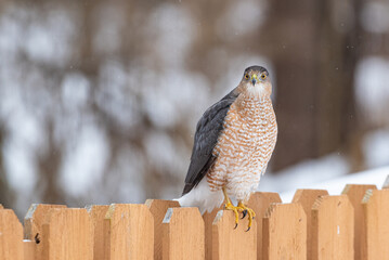 Hawk perched on fence near woods on snowy winter day