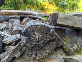 Small lizard on an old tree. Nature background.