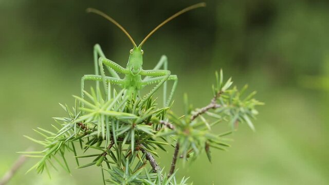 Grasshopper (Saga Pedo) close up