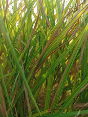 green grass on green background