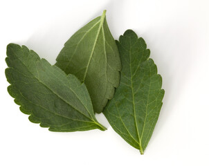 Stevia leaves pieces isolated om white background cut out.