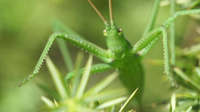Grasshopper (Saga Pedo) close up
