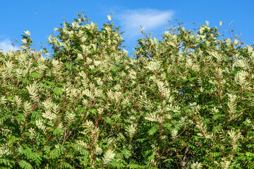 Rowan branches and leaves on a background of blue sky.