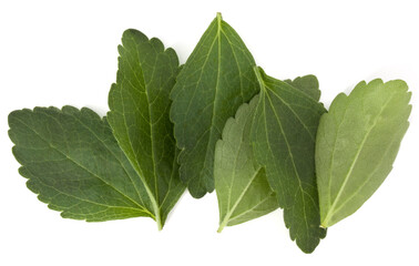 Stevia leaves pieces isolated om white background cut out.