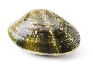 Stacked fresh raw clams on white background