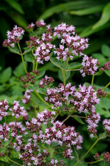 Thyme flowers, used in cooking and medicine, close-up view for packaging and design.