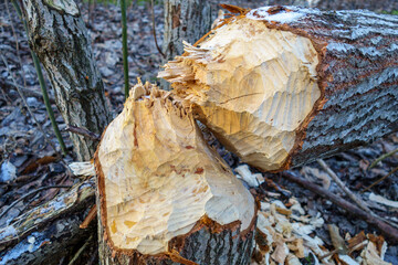 The beavers gnawed at the trunk of the tree, the tree fell. Beaver teeth markings are visible on the wood.