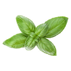 Fresh sweet Genovese basil leaves isolated on white background cutout.