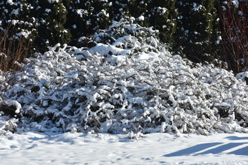 krzew pod śniegiem