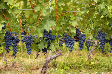 Beautiful harvest in the vineyard, huge clusters of blue fruit on the shrubs. Hungary.