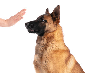 Young belgian Shepherd dog Malinois