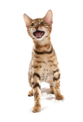 Rosetted Bengal Kitten