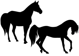 Obraz premium Horses in the set. The horse stands and the horse gallops.