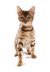 Rosetted Bengal Kitten