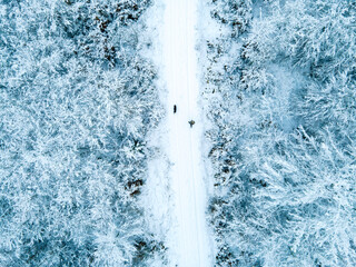 aerial view of walker on a snow-covered path in the forest