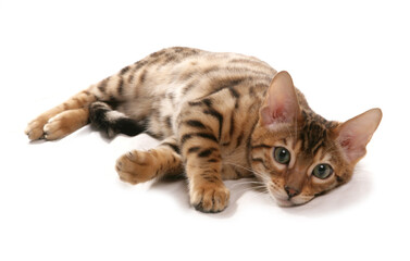 Rosetted Bengal Kitten