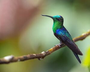 Side portrait of a green and purple hummingbird on a branch