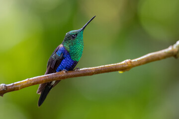 Beautiful hummingbird looking up for insects