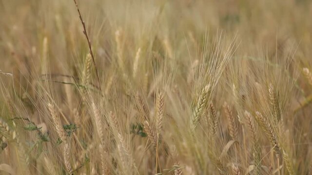 Ears of Wheat moving in the wind