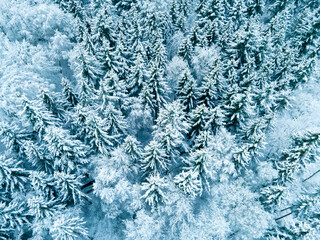 Fototapeta premium aerial view of a large snow-covered pine forest