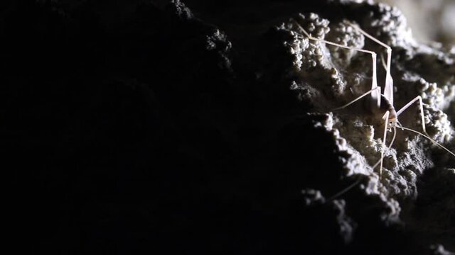 Cave Cricket on a rock, pan