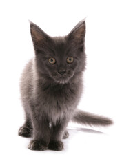 Maine Coon Kitten