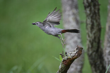 Gray Catbird in Flight with Mulberry in Beak, Blurry Tree Trunks