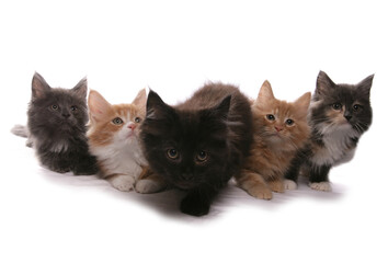 Fototapeta na wymiar Maine Coon Kittens