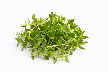 Fresh paddy rice herb on white background.