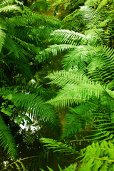 Fototapeta na wymiar Vegetable background with bright green fern