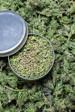 Marijuana seeds, Cannabis seeds