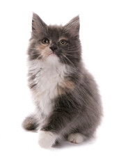 Maine Coon Kitten