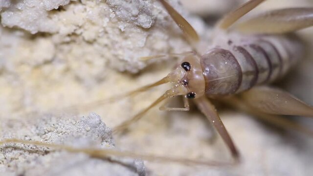 Cave Cricket macro close up